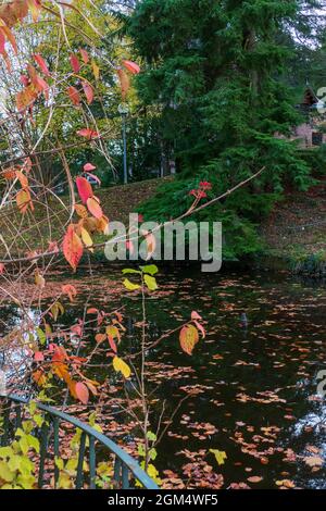 Herbstlaub am Solmsee in Baden-Baden, im Herbst Foto Stock