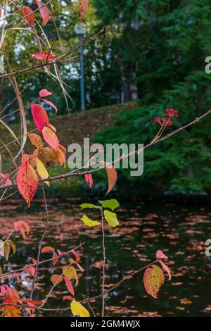 Herbstlaub am Solmsee in Baden-Baden, im Herbst Foto Stock