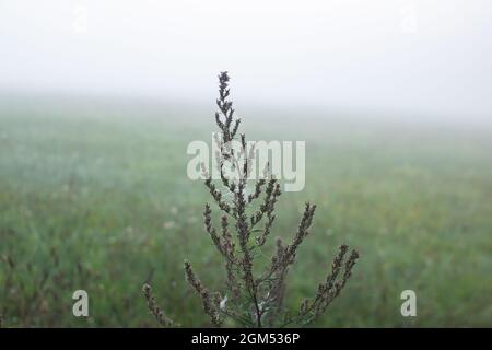 Ramo asciutto di erba coperto di rugiada in autunno nebbia in primo piano Foto Stock