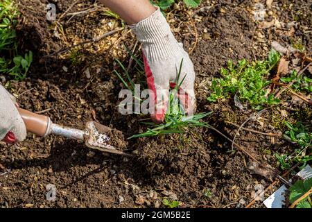 Le mani del giardiniere con erbacce nel giardino vegetale Foto Stock