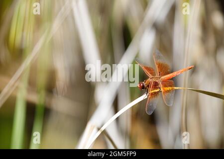 Flame (firecracker) Skimmer che riposa sull'erba d'acqua. Contea di Santa Clara, California, Stati Uniti. Foto Stock