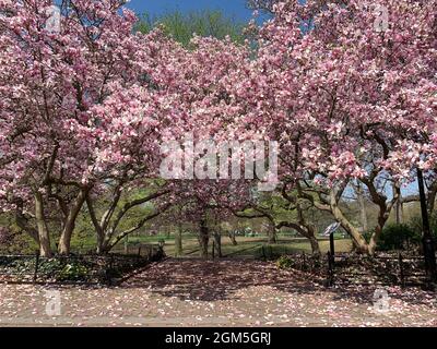 I fiori rosa degli alberi di Magnolia annunciano la primavera in Central Park Foto Stock