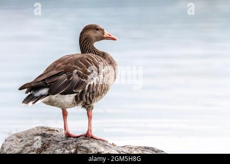 L'oca di Greylag, Anser Anser, in piedi su una roccia Foto Stock