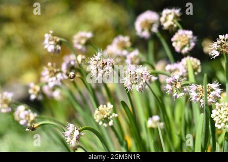 Allium senescens, comunemente noto come aglio tedesco o aglio di montagna Foto Stock