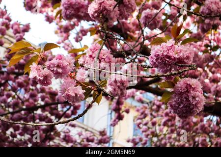 Fioritura dei ciliegi nel centro storico di Bonn, Germania. Foto Stock