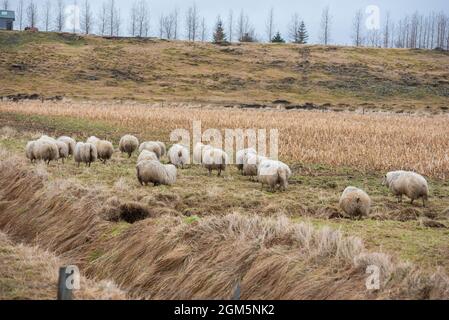 Un gregge di pecore che corre via in una bella fattoria islandese Foto Stock