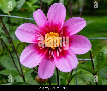 Singolo Dahlia chiamato 'Bloomquist Sweat' in fiore nel Giardino pubblico di Halifax Foto Stock