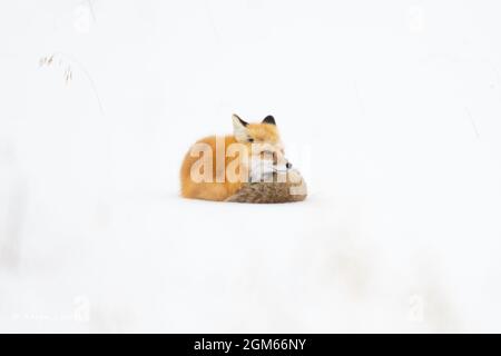 Volpe rossa (Vulpes vulpes) accovacciata di neve contro il freddo inverno di Yellowstone Foto Stock