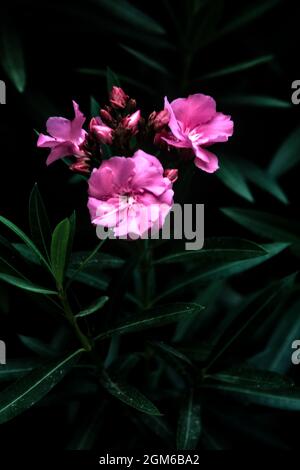 Oleandro rosa in fiore visto da vicino Foto Stock