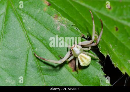 Whitebanded ragno granchio, Misumenoides formosipes Foto Stock