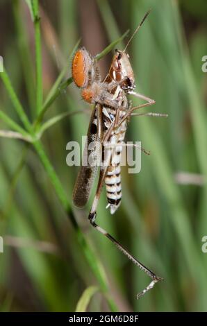 Jumping Spider, Phidippus sp., con ammirevole Grasshopper, Syrbula ammirabilis, maschio Foto Stock