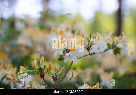 Primo piano di un ramo di fiore. Fiori bianchi e gialli, rhodendron nord hi-lights, in una foresta. Alberi e cielo blu sullo sfondo. Foto Stock