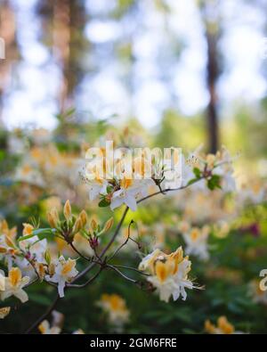 Primo piano di un ramo di fiore. Fiori bianchi e gialli, rhodendron nord hi-lights, in una foresta. Alberi e cielo blu sullo sfondo. Foto Stock