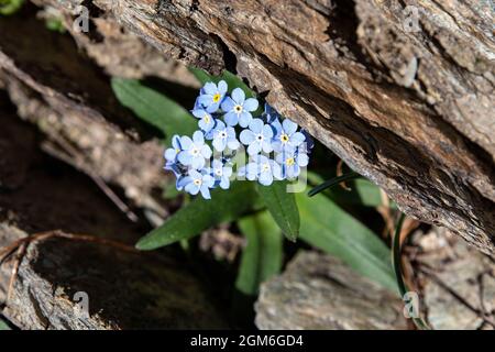 Primo piano di un fiore blu di montagna Foto Stock