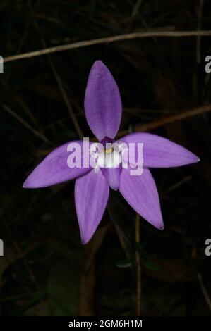 Un'orchidea solitaria delle labbra di cera (Glossodia Major) che mostra la sua gloria viola alla riserva di flora di Hochkins Ridge a Croydon North, Victoria, Australia. Foto Stock