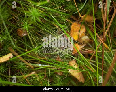 Il ragno nella foresta tesse le sue forti vele. Ragnatela nella rugiada. Foto Stock