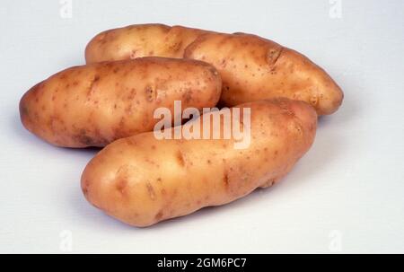 STUDIO IMMAGINE DI PATATE 'ROSA FIR APPLE' SOLANUM TUBEROSUM. SOLANACEAE. Foto Stock