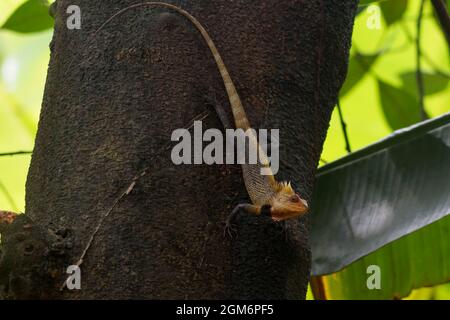 Chameleon indiano sull'albero Foto Stock