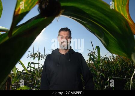 Hohendodeleben, Germania. 08 settembre 2021. Il coltivatore di seminativi Phillip Krainbring si trova nel suo campo di mais. Il giovane agricoltore del Börde sta sperimentando il mais. Spiega il suo lavoro online con foto, video e brevi testi. E ora è anche alla ricerca della strada per il consumatore in questo modo, per gli amanti del mais e popcorn. Credit: Klaus-Dietmar Gabbert/dpa-Zentralbild/dpa/Alamy Live News Foto Stock