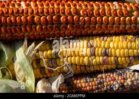 Hohendodeleben, Germania. 08 settembre 2021. Le pannocchie di diverse varietà di mais si trovano in un cesto di legno nella fattoria del contadino Krainbring. Il giovane agricoltore della regione di Börde sta sperimentando il mais. Spiega il suo lavoro online con foto, video e brevi testi. Ed ora sta anche usando questo metodo per trovare la sua strada al consumatore, agli amanti del mais e del popcorn. Credit: Klaus-Dietmar Gabbert/dpa-Zentralbild/dpa/Alamy Live News Foto Stock