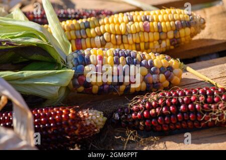 Hohendodeleben, Germania. 08 settembre 2021. Le pannocchie di diverse varietà di mais si trovano in un cesto di legno nella fattoria del contadino Krainbring. Il giovane agricoltore della regione di Börde sta sperimentando il mais. Spiega il suo lavoro online con foto, video e brevi testi. Ed ora sta anche usando questo metodo per trovare la sua strada al consumatore, agli amanti del mais e del popcorn. Credit: Klaus-Dietmar Gabbert/dpa-Zentralbild/dpa/Alamy Live News Foto Stock