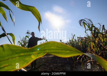 Hohendodeleben, Germania. 08 settembre 2021. Il coltivatore di seminativi Phillip Krainbring si alza nel suo campo di mais ed esamina le piante. Il giovane agricoltore del Börde sta sperimentando il mais. Spiega il suo lavoro online con foto, video e brevi testi. E ora sta anche cercando la strada per il consumatore in questo modo, per gli amanti del mais e popcorn. Credit: Klaus-Dietmar Gabbert/dpa-Zentralbild/dpa/Alamy Live News Foto Stock