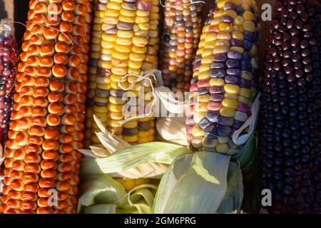 Hohendodeleben, Germania. 08 settembre 2021. Le pannocchie di diverse varietà di mais si trovano in un cesto di legno nella fattoria del contadino Krainbring. Il giovane agricoltore della regione di Börde sta sperimentando il mais. Spiega il suo lavoro online con foto, video e brevi testi. Ed ora sta anche usando questo metodo per trovare la sua strada al consumatore, agli amanti del mais e del popcorn. Credit: Klaus-Dietmar Gabbert/dpa-Zentralbild/dpa/Alamy Live News Foto Stock