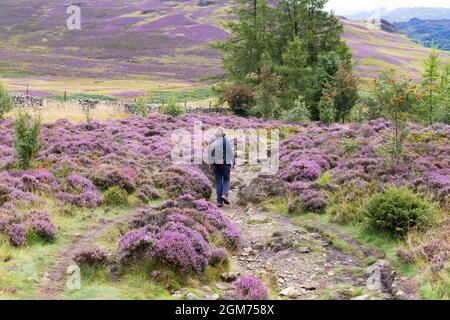 Lake District Walking - una persona che cammina in erica in estate su Walla Crag vicino Keswick, il Lake District, Cumbria UK Foto Stock