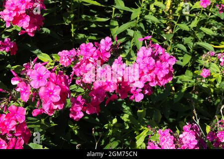 Phlox paniculata varietà 'Harewood', una varietà di piante Phlox, un giardino fiori perenni con fiori rosa brillante in estate, Regno Unito Foto Stock