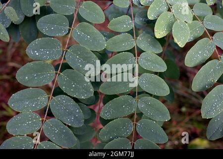 Robinia pseudoacacia, comunemente noto come foglie di Locust Nero Foto Stock