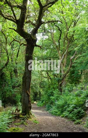 Percorso di briglia attraverso Gallox Wood a Dunster nel Parco Nazionale Exmoor, Somerset, Inghilterra. Foto Stock