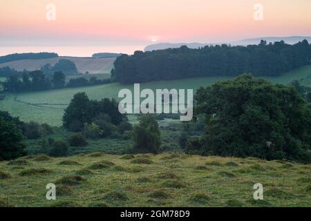 Anterhills dal prato giallo formica (flavus di lasio) nel parco di Dunster all'alba, Somerset, Inghilterra. Foto Stock