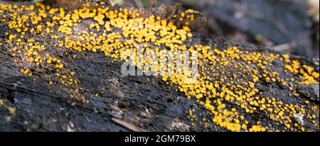 Bisporella citrina, conosciuta come le tazze gialle del fata o il fungo del limone Discos in primo piano Foto Stock