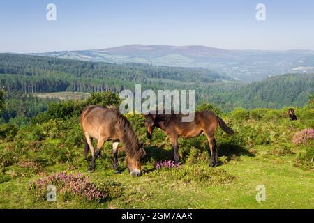 Exmoor ponies pascolo alla collina di ferro del castello di Bat nel Dunster Park con Dunkery Hill al di là. Exmoor National Park, Somerset, Inghilterra. Foto Stock