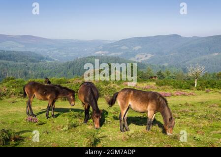 Exmoor ponies pascolo a Bat’s Castle collina di ferro nel Dunster Park con le colline ondulate del Parco Nazionale Exmoor Beyond, Somerset, Inghilterra. Foto Stock