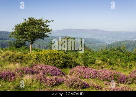 Bat’s Castle, una collina di ferro nel Dunster Park con Dunkery Hill al di là. Exmoor National Park, Somerset, Inghilterra. Foto Stock