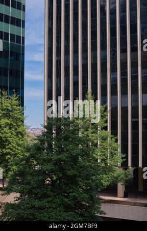 Alberi di fronte ad un paio di edifici moderni di vetro del Midsecolo a Rosslyn, Virginia, vicino a Washington DC. Foto Stock
