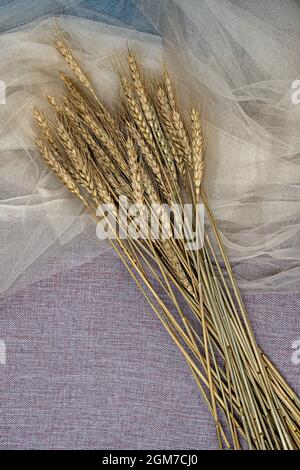 mazzo di gambi di grano e orecchie secche per decorazione interna su tessuto tulle bianco Foto Stock