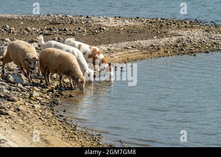 Alcune pecore bere acqua sulla riva di un lago Foto Stock