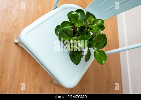 Peperomia oblusifolia verde su sedia blu pastello Foto Stock