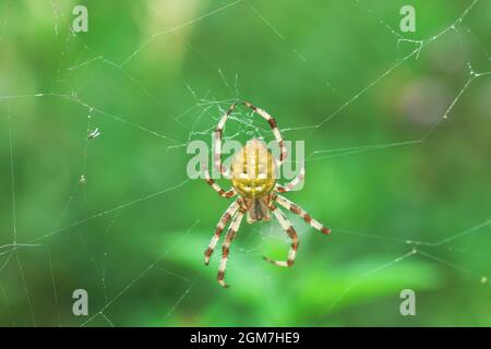 Ragno giallo orb-weaver a quattro punti sul web nel giardino estivo. Araneus quadratus arachnid su spiderweb da sfondo verde sfocato Foto Stock