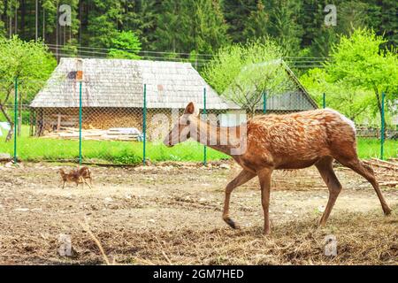 Passeggio femminile di cervo rosso. Cervus elaphus vicino recinzione sul lato del cortile Foto Stock