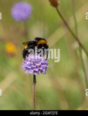 Bumblebee-Bombus terrestris impollinates on Devil's-bit scabious-Succisa pratensis. Foto Stock