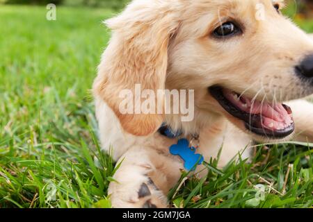 Happy Golden Retriever si trova nel cortile verde erba. Foto Stock