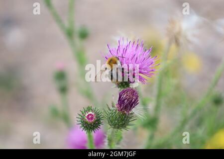 Bonn Germania luglio 2021 primo piano di un bumblebee che foraging su un cardo in luce naturale del sole Foto Stock