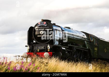 Motore a vapore Tornado passando attraverso Montrose Scozia UK Foto Stock