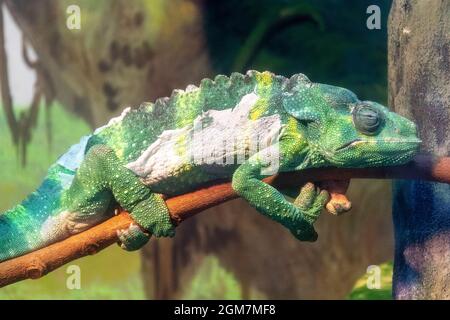 Camaleonte comune o camaleonte mediterraneo (chamaeleo chamaeleon) nel Toronto Zoo nella città di Toronto, Canada. Il luogo famoso è un turista a. Foto Stock