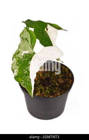 Piccola casalinga esotica di 'Syngonium Podophyllum Variegata' con macchie bianche in vaso di fiori su sfondo nero Foto Stock