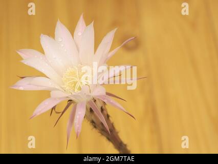 Primo piano di un bellissimo fiore di Cactus - echinopsis oxigona. Concetto di come far fiorire il cactus Foto Stock