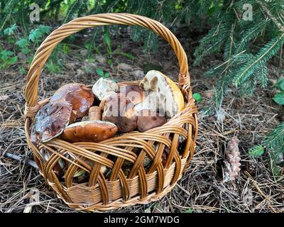 Il cestino è pieno di funghi in autunno Foto Stock